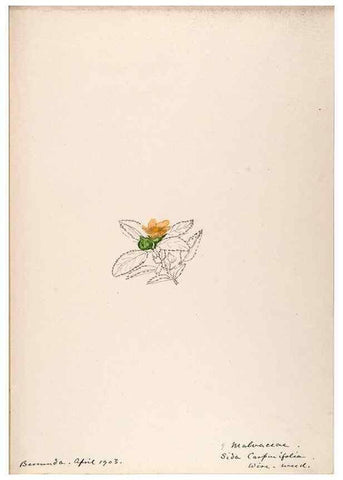 Reproducción/Reproduction 48792855922: [Water-color sketches of plants of North America and Europe]. . 
