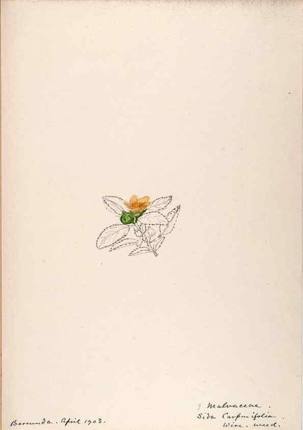 Reproducción/Reproduction 48792855922: [Water-color sketches of plants of North America and Europe]. . 