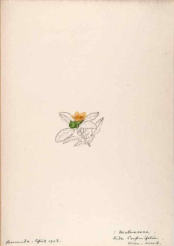 Reproducción/Reproduction 48792855922: [Water-color sketches of plants of North America and Europe]. . 