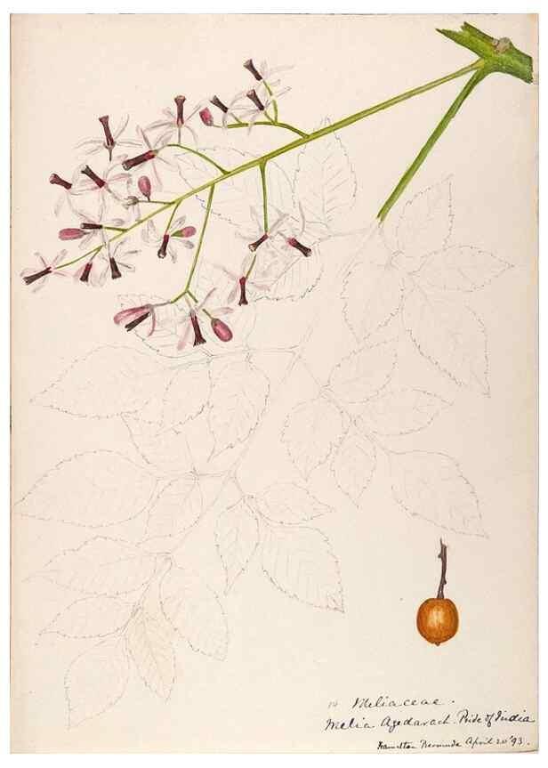 Reproducción/Reproduction 48792856127: [Water-color sketches of plants of North America and Europe]. . 