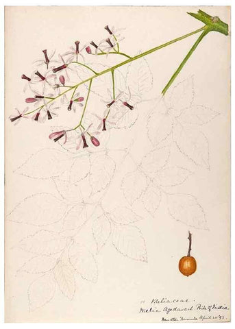 Reproducción/Reproduction 48792856127: [Water-color sketches of plants of North America and Europe]. . 