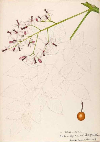 Reproducción/Reproduction 48792856127: [Water-color sketches of plants of North America and Europe]. . 