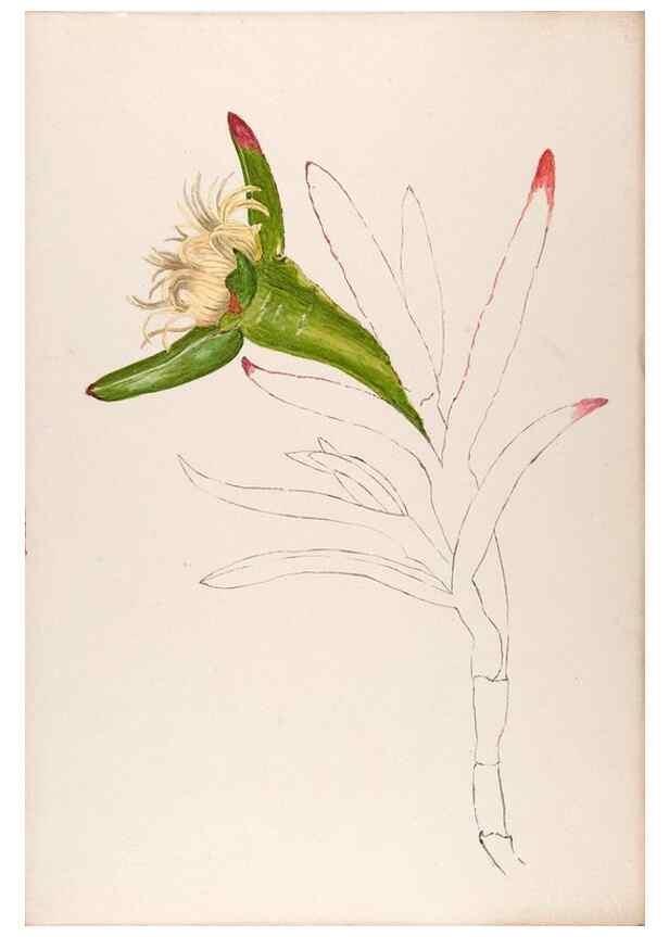 Reproducción/Reproduction 48792326123: [Water-color sketches of plants of North America and Europe]. . 