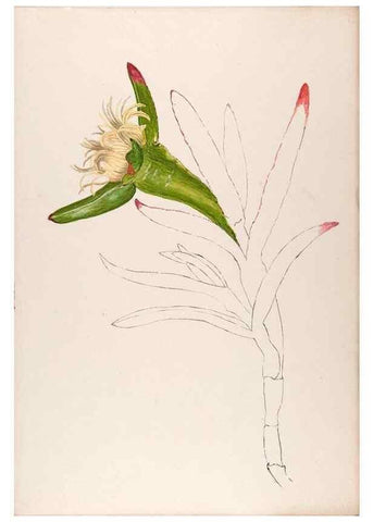 Reproducción/Reproduction 48792326123: [Water-color sketches of plants of North America and Europe]. . 