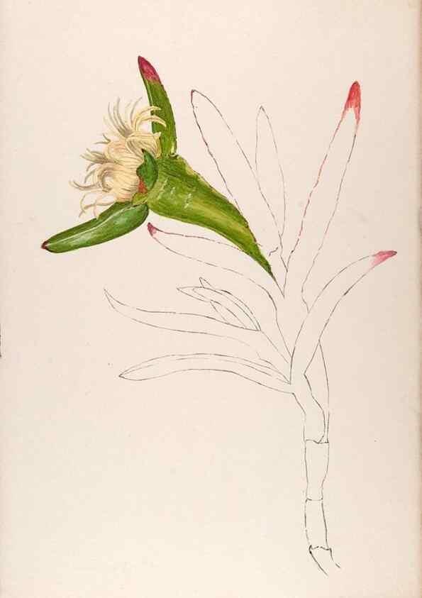 Reproducción/Reproduction 48792326123: [Water-color sketches of plants of North America and Europe]. . 