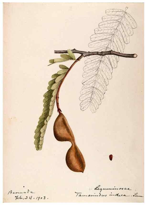 Reproducción/Reproduction 48792347753: [Water-color sketches of plants of North America and Europe]. . 