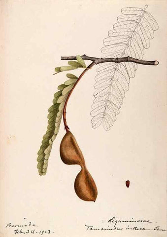 Reproducción/Reproduction 48792347753: [Water-color sketches of plants of North America and Europe]. . 