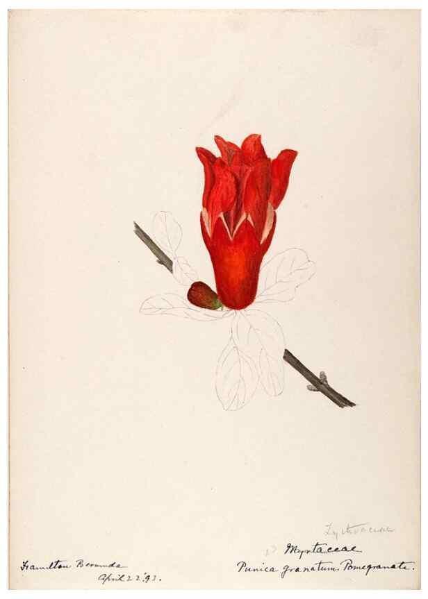 Reproducción/Reproduction 48792348223: [Water-color sketches of plants of North America and Europe]. . 
