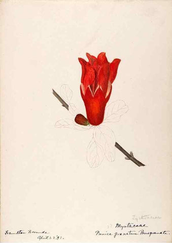 Reproducción/Reproduction 48792348223: [Water-color sketches of plants of North America and Europe]. . 