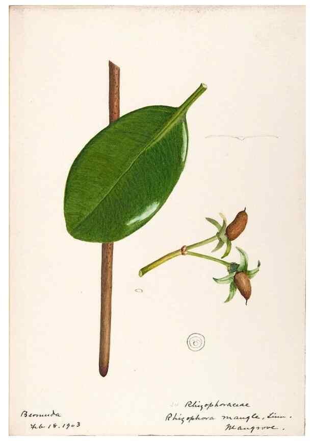 Reproducción/Reproduction 48792348428: [Water-color sketches of plants of North America and Europe]. . 