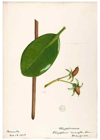 Reproducción/Reproduction 48792348428: [Water-color sketches of plants of North America and Europe]. . 