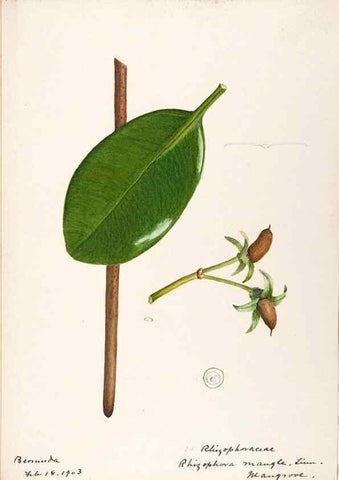 Reproducción/Reproduction 48792348428: [Water-color sketches of plants of North America and Europe]. . 