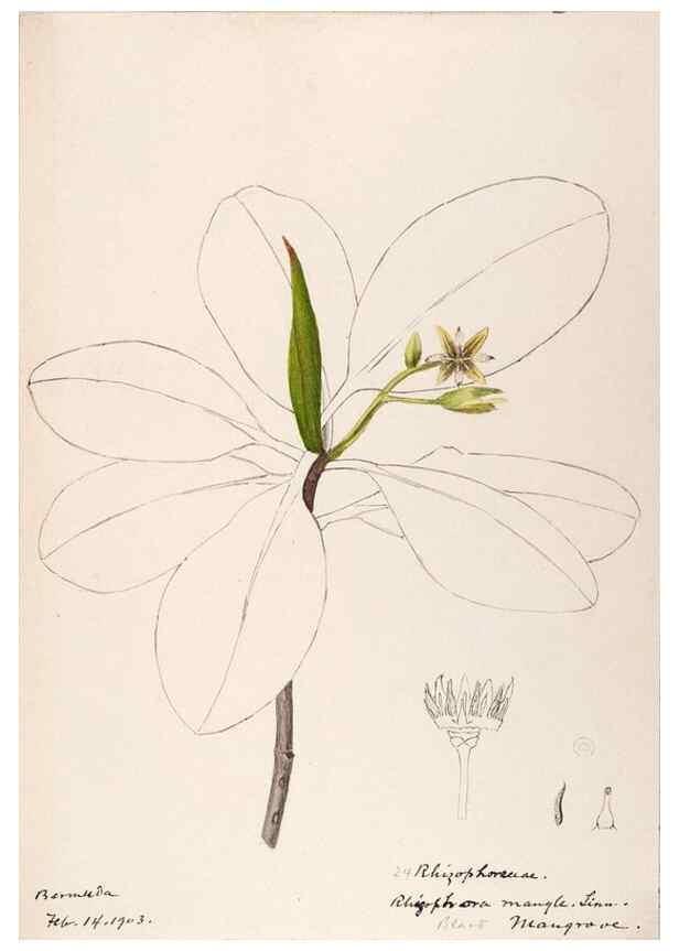 Reproducción/Reproduction 48792716061: [Water-color sketches of plants of North America and Europe]. . 