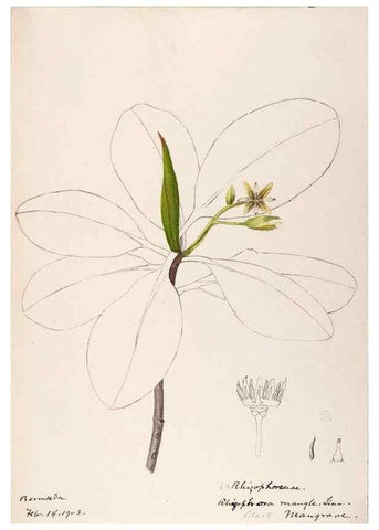 Reproducción/Reproduction 48792716061: [Water-color sketches of plants of North America and Europe]. . 