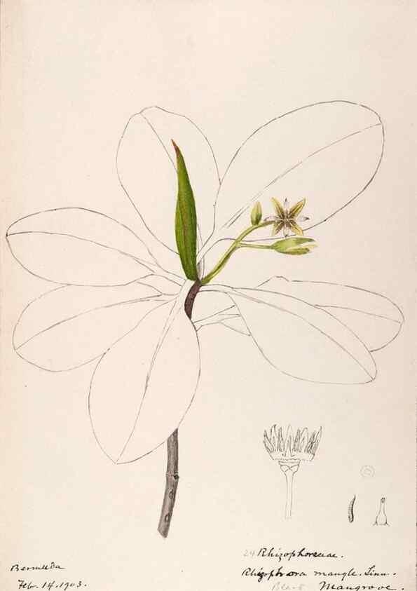 Reproducción/Reproduction 48792716061: [Water-color sketches of plants of North America and Europe]. . 