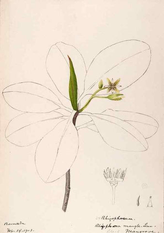 Reproducción/Reproduction 48792716061: [Water-color sketches of plants of North America and Europe]. . 