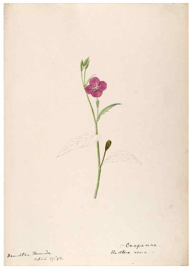 Reproducción/Reproduction 48792857392: [Water-color sketches of plants of North America and Europe]. . 