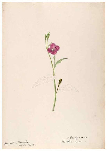 Reproducción/Reproduction 48792857392: [Water-color sketches of plants of North America and Europe]. . 