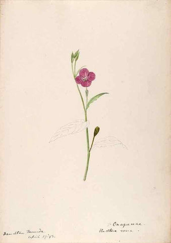 Reproducción/Reproduction 48792857392: [Water-color sketches of plants of North America and Europe]. . 