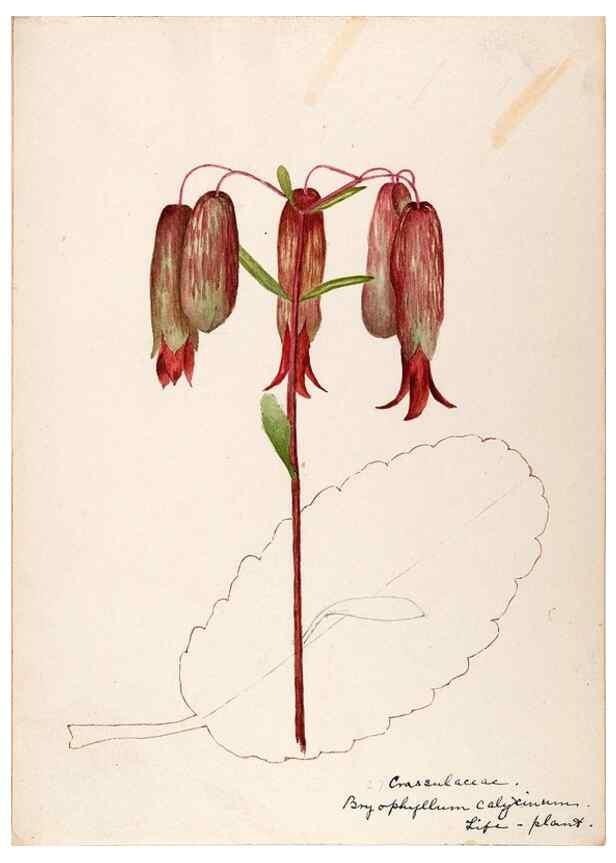 Reproducción/Reproduction 48792349088: [Water-color sketches of plants of North America and Europe]. . 