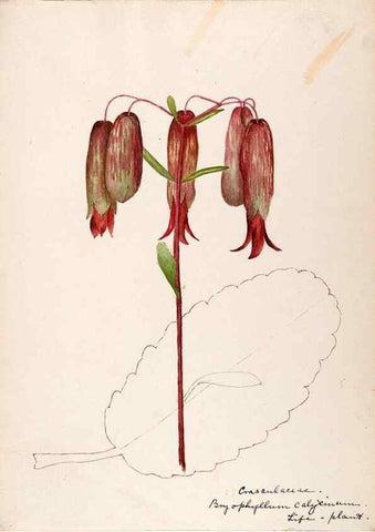 Reproducción/Reproduction 48792349088: [Water-color sketches of plants of North America and Europe]. . 