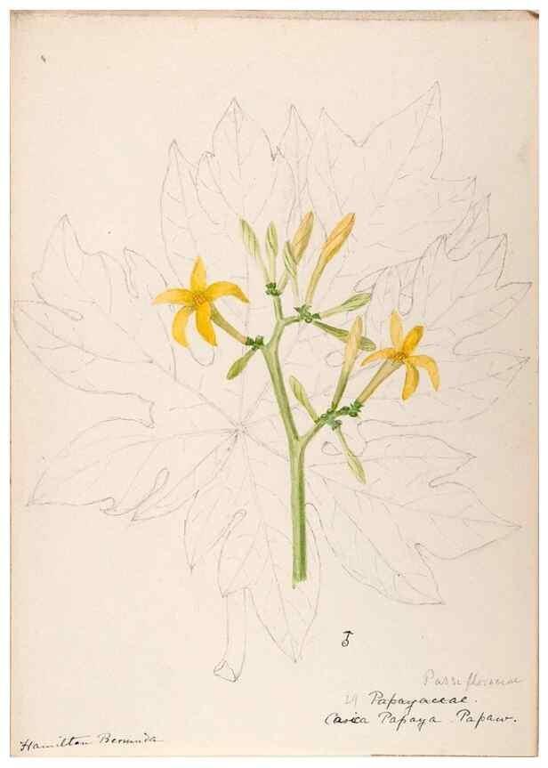 Reproducción/Reproduction 48792857902: [Water-color sketches of plants of North America and Europe]. . 