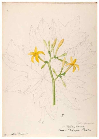Reproducción/Reproduction 48792857902: [Water-color sketches of plants of North America and Europe]. . 
