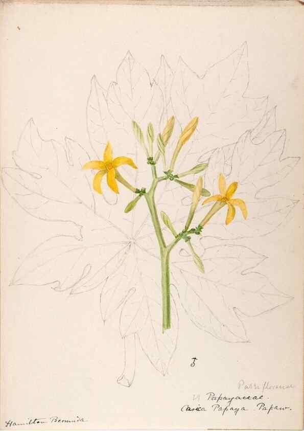 Reproducción/Reproduction 48792857902: [Water-color sketches of plants of North America and Europe]. . 