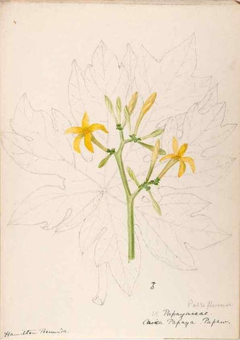Reproducción/Reproduction 48792857902: [Water-color sketches of plants of North America and Europe]. . 