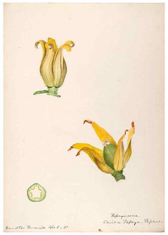 Reproducción/Reproduction 48792717031: [Water-color sketches of plants of North America and Europe]. . 