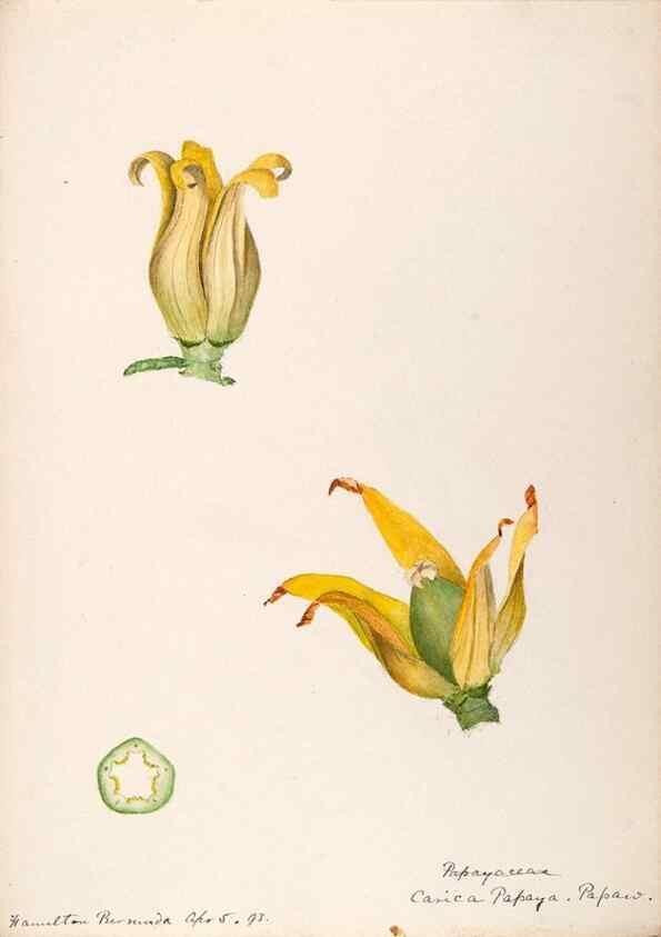Reproducción/Reproduction 48792717031: [Water-color sketches of plants of North America and Europe]. . 