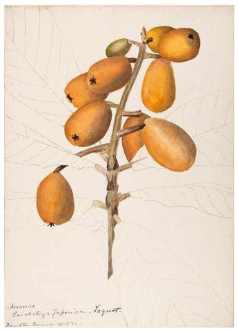 Reproducción/Reproduction 48792715446: [Water-color sketches of plants of North America and Europe]. . 