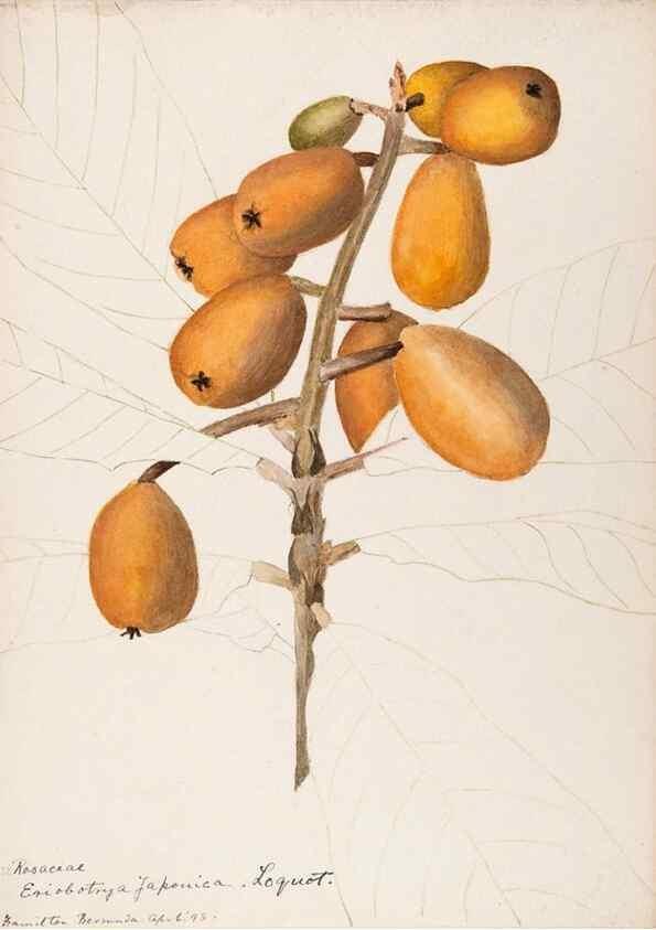 Reproducción/Reproduction 48792715446: [Water-color sketches of plants of North America and Europe]. . 