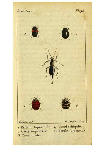 Reproducción/Reproduction 48792563813: Histoire naturelle des insectes, composée d'après Réamur, Geoffroy, Degéer, Roesel, Linné, Fabricius, et les meilleurs ouvrages qui ont paru sur cette partie;. Paris,Roret,1828.. 