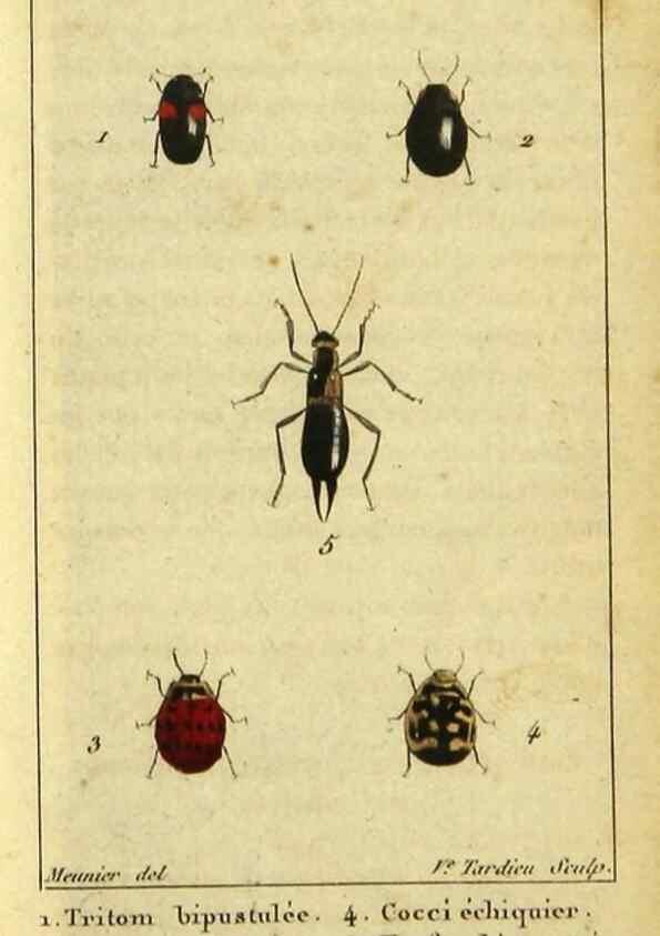 Reproducción/Reproduction 48792563813: Histoire naturelle des insectes, composée d'après Réamur, Geoffroy, Degéer, Roesel, Linné, Fabricius, et les meilleurs ouvrages qui ont paru sur cette partie;. Paris,Roret,1828.. 