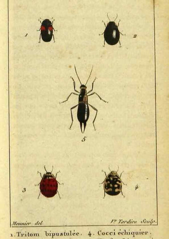 Reproducción/Reproduction 48792563813: Histoire naturelle des insectes, composée d'après Réamur, Geoffroy, Degéer, Roesel, Linné, Fabricius, et les meilleurs ouvrages qui ont paru sur cette partie;. Paris,Roret,1828.. 
