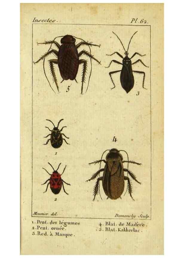 Reproducción/Reproduction 48792590853: Histoire naturelle des insectes, composée d'après Réamur, Geoffroy, Degéer, Roesel, Linné, Fabricius, et les meilleurs ouvrages qui ont paru sur cette partie;. Paris,Roret,1828.. 