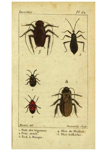 Reproducción/Reproduction 48792590853: Histoire naturelle des insectes, composée d'après Réamur, Geoffroy, Degéer, Roesel, Linné, Fabricius, et les meilleurs ouvrages qui ont paru sur cette partie;. Paris,Roret,1828.. 