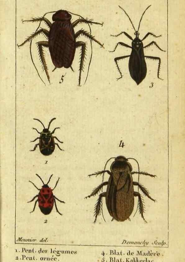Reproducción/Reproduction 48792590853: Histoire naturelle des insectes, composée d'après Réamur, Geoffroy, Degéer, Roesel, Linné, Fabricius, et les meilleurs ouvrages qui ont paru sur cette partie;. Paris,Roret,1828.. 
