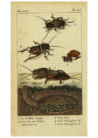 Reproducción/Reproduction 48792956876: Histoire naturelle des insectes, composée d'après Réamur, Geoffroy, Degéer, Roesel, Linné, Fabricius, et les meilleurs ouvrages qui ont paru sur cette partie;. Paris,Roret,1828.. 