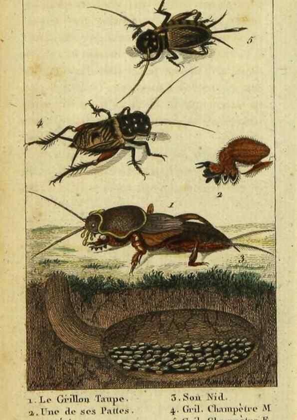 Reproducción/Reproduction 48792956876: Histoire naturelle des insectes, composée d'après Réamur, Geoffroy, Degéer, Roesel, Linné, Fabricius, et les meilleurs ouvrages qui ont paru sur cette partie;. Paris,Roret,1828.. 