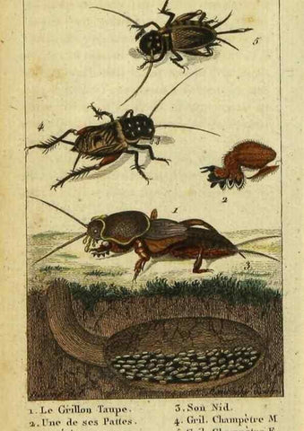 Reproducción/Reproduction 48792956876: Histoire naturelle des insectes, composée d'après Réamur, Geoffroy, Degéer, Roesel, Linné, Fabricius, et les meilleurs ouvrages qui ont paru sur cette partie;. Paris,Roret,1828.. 