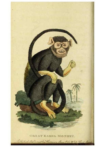 Reproducción/Reproduction 48794253643: The Naturalist's Pocket Magazine or compleat cabinet of the curiosities and beauties of nature.. London.. 