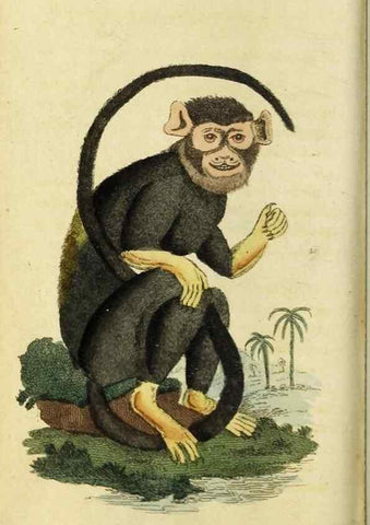 Reproducción/Reproduction 48794253643: The Naturalist's Pocket Magazine or compleat cabinet of the curiosities and beauties of nature.. London.. 