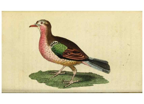 Reproducción/Reproduction 48794752877: The Naturalist's Pocket Magazine or compleat cabinet of the curiosities and beauties of nature.. London.. 