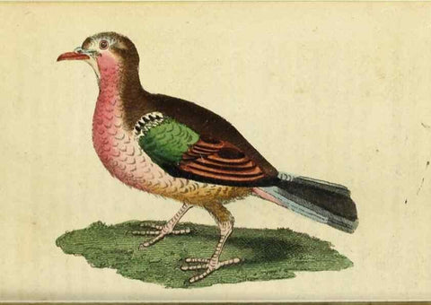 Reproducción/Reproduction 48794752877: The Naturalist's Pocket Magazine or compleat cabinet of the curiosities and beauties of nature.. London.. 