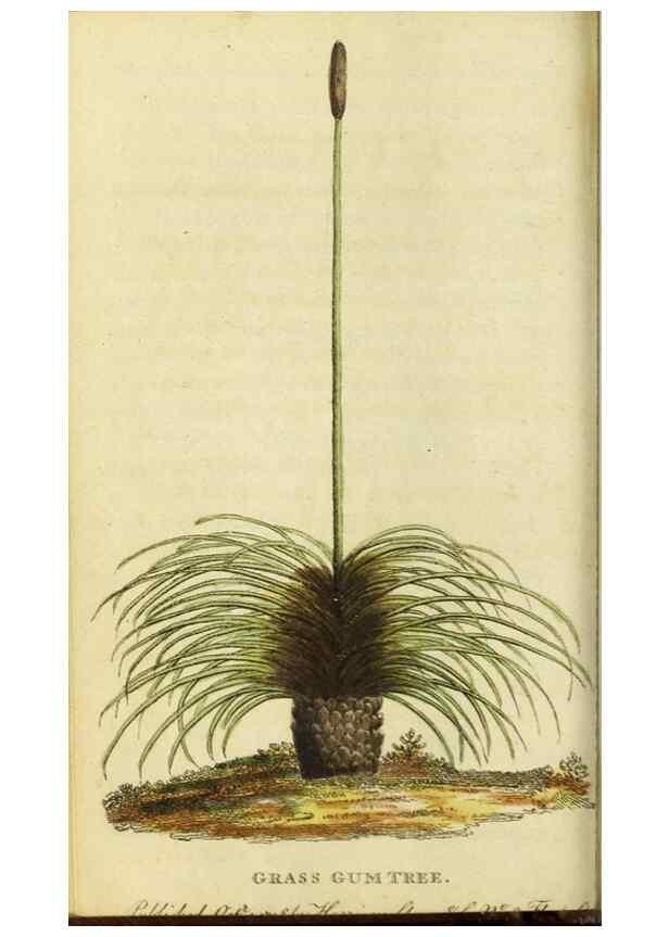 Reproducción/Reproduction 48794753307: The Naturalist's Pocket Magazine or compleat cabinet of the curiosities and beauties of nature.. London.. 