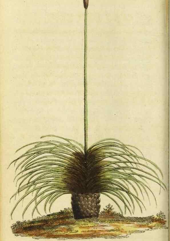 Reproducción/Reproduction 48794753307: The Naturalist's Pocket Magazine or compleat cabinet of the curiosities and beauties of nature.. London.. 