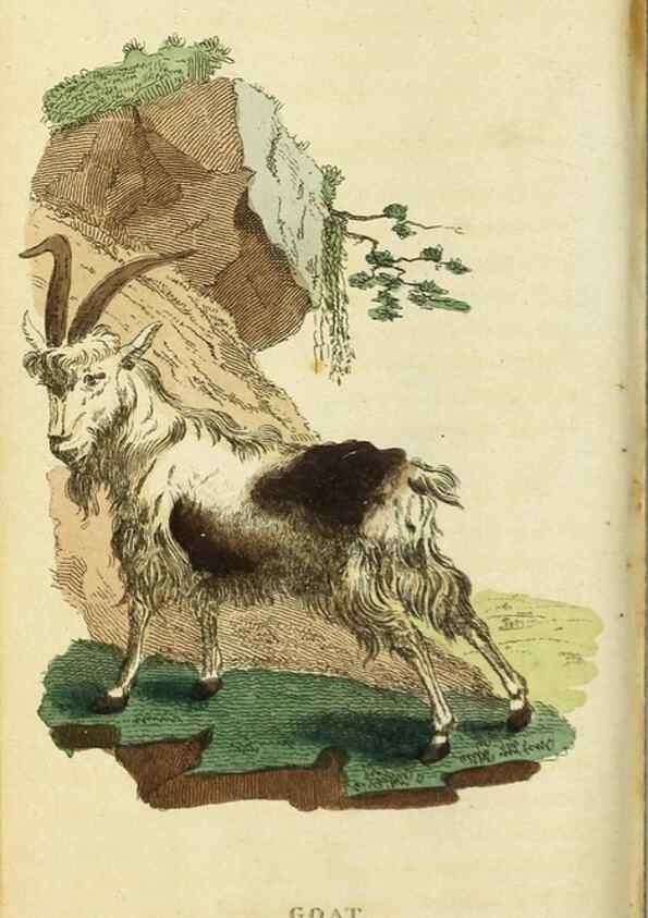 Reproducción/Reproduction 48794380178: The Naturalist's Pocket Magazine or compleat cabinet of the curiosities and beauties of nature.. London.. 