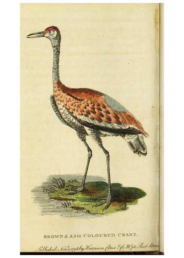 Reproducción/Reproduction 48794380573: The Naturalist's Pocket Magazine or compleat cabinet of the curiosities and beauties of nature.. London.. 